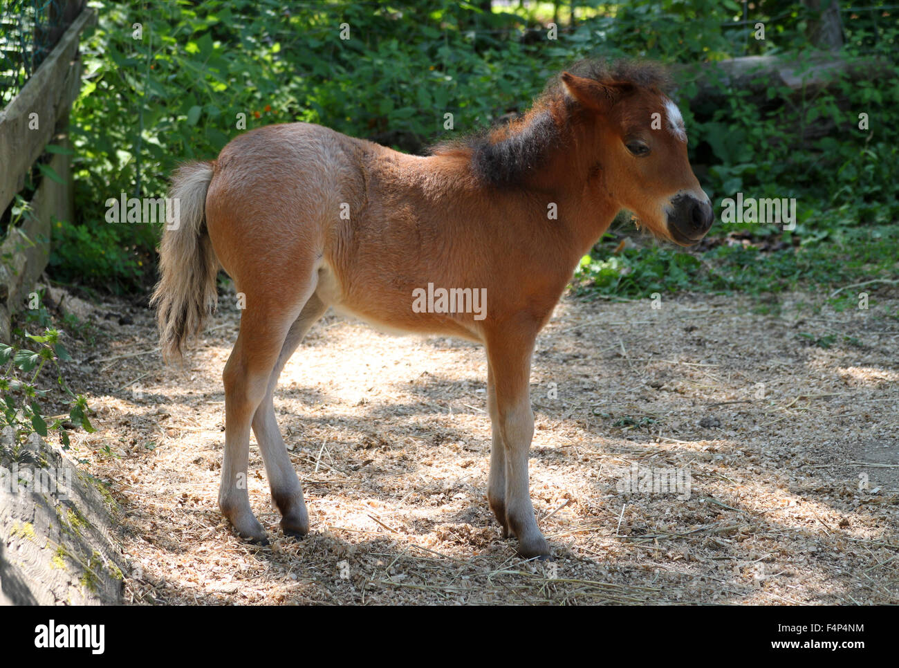 Miniature Pony Baby High Resolution Stock Photography And Images Alamy Miniature Pony Baby High Resolution Stock Photography And Images Alamy