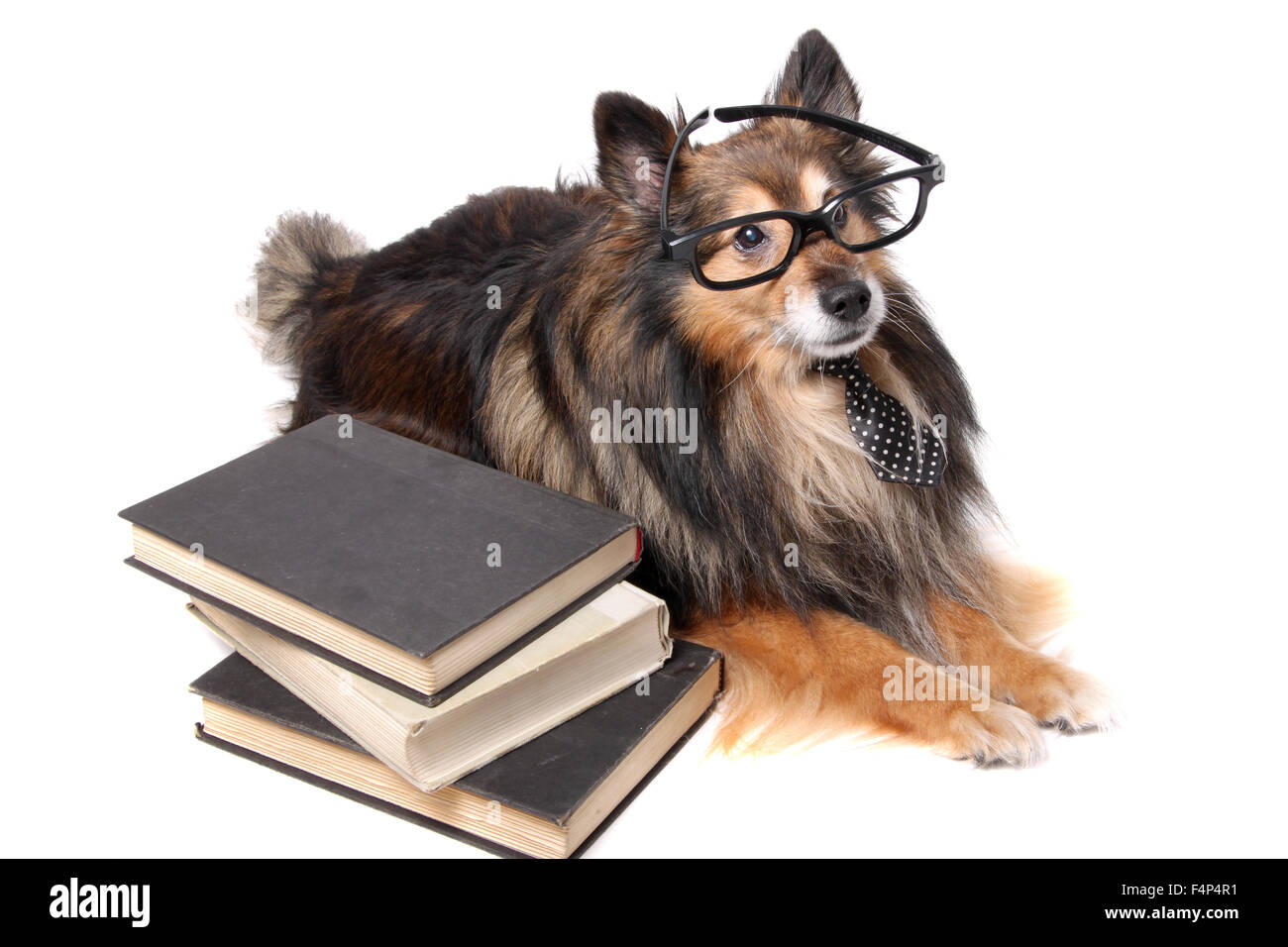 Sheltie or Shetland Sheepdog wearing a tie and black framed glasses laying by a pile of books, animal education concept Stock Photo