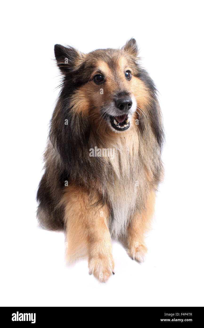 Small Shetland Sheepdog or Sheltie giving paw or pointing at you with happy expression on a white background Stock Photo