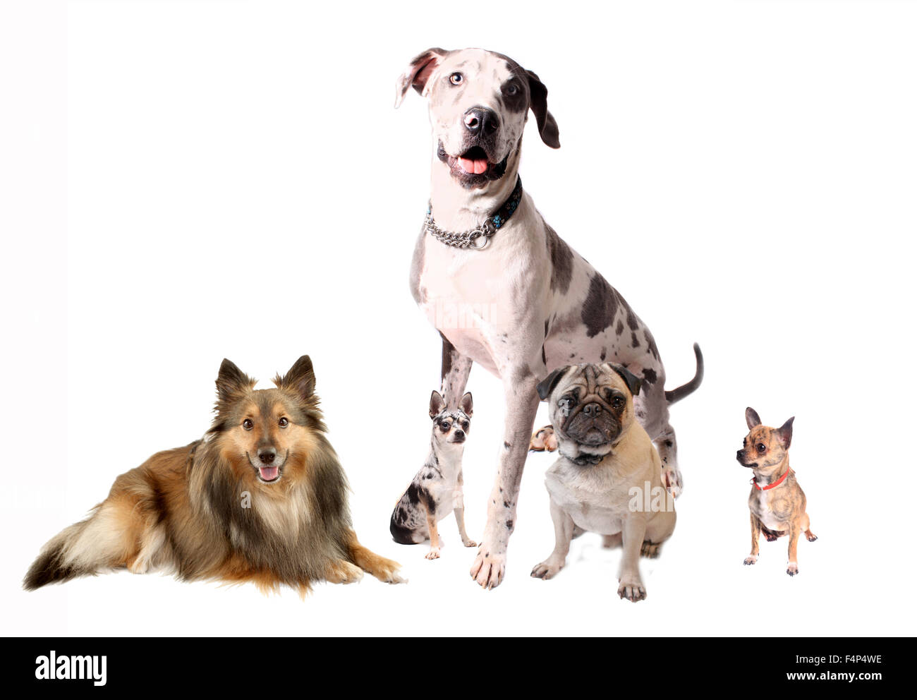 Different breeds of dogs like Chihuahuas, Great Dane, Sheltie, and Pug sitting together on a white background Stock Photo