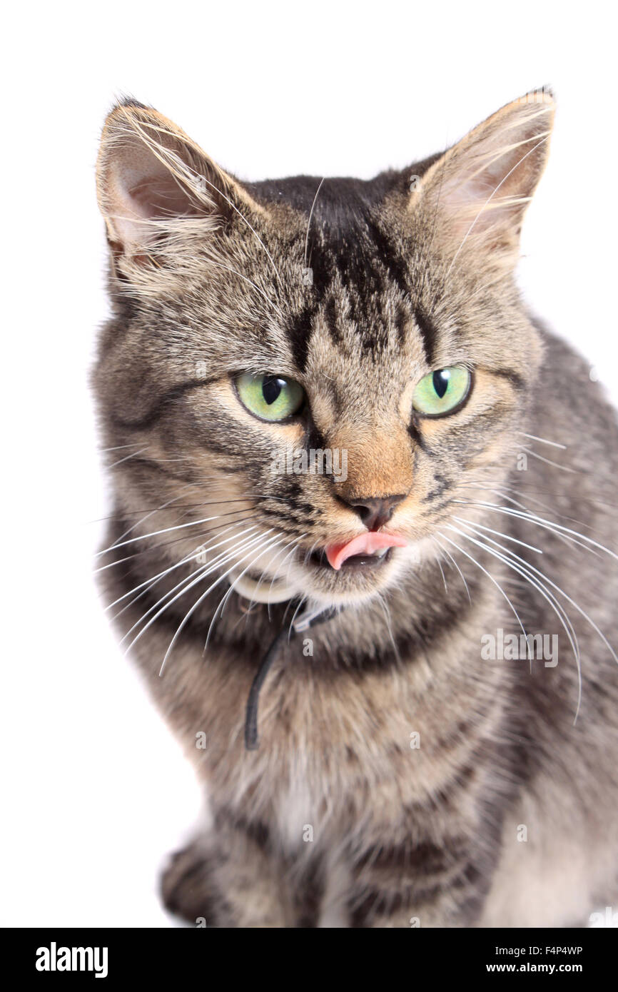 Maine Coon cat licking his lips on a white background Stock Photo Alamy