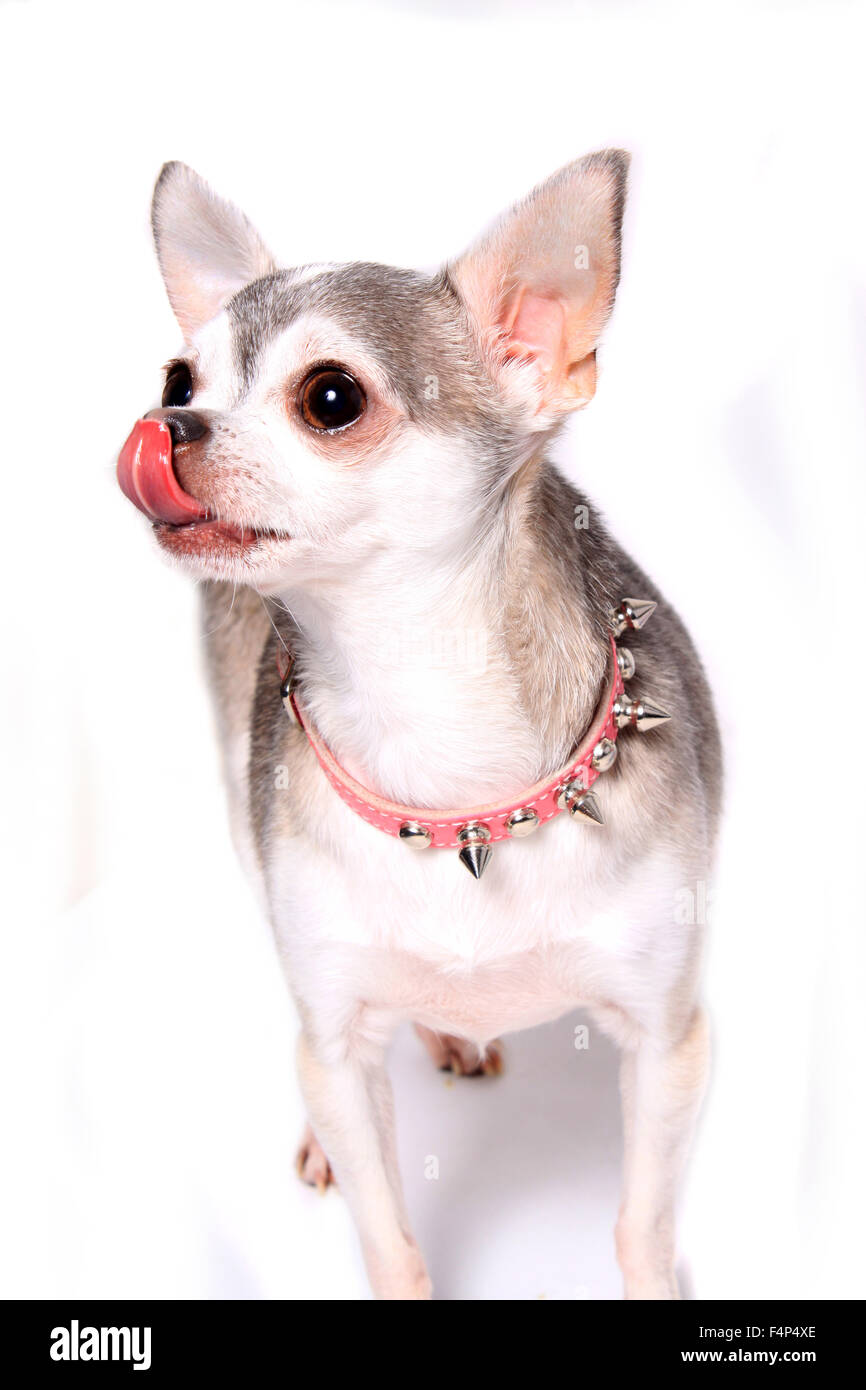 Gray and white chihuahua sales