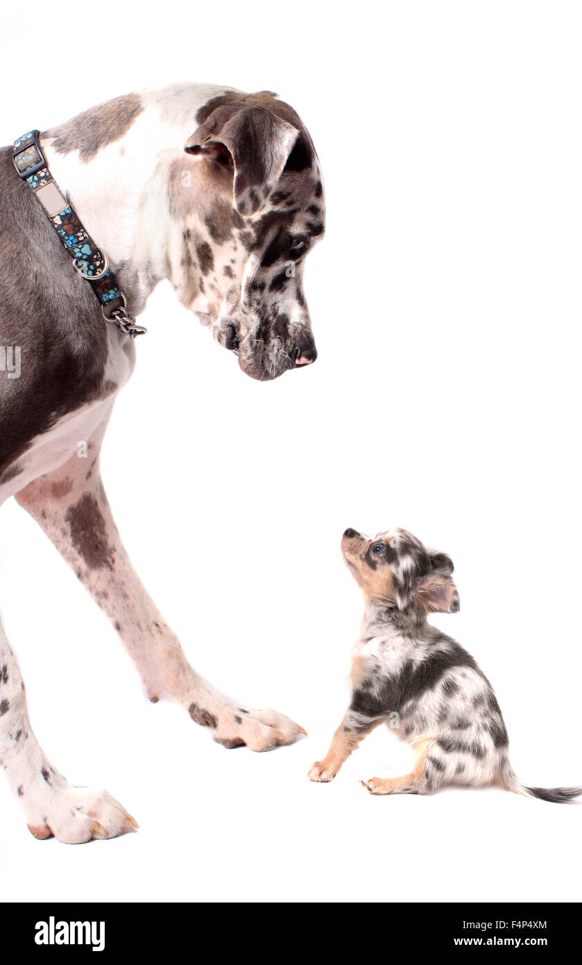 Great Dane and little chihuahua dog looking at eachother on a white background, both with merle coat Stock Photo