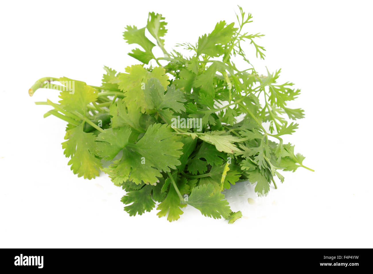 Bunch of green cilantro or coriander herbs on white background Stock ...