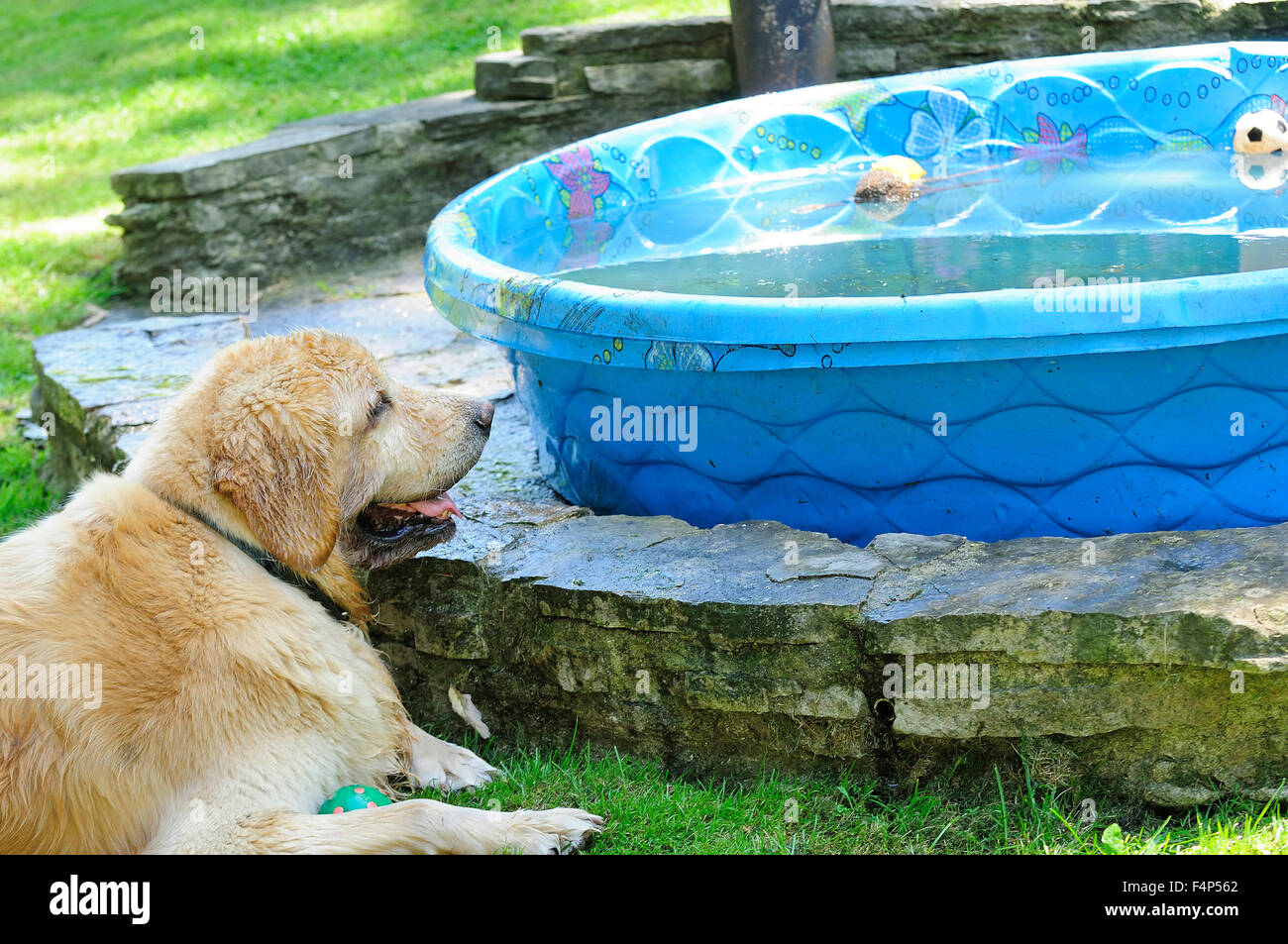 Dogs playing pool hires stock photography and images Alamy
