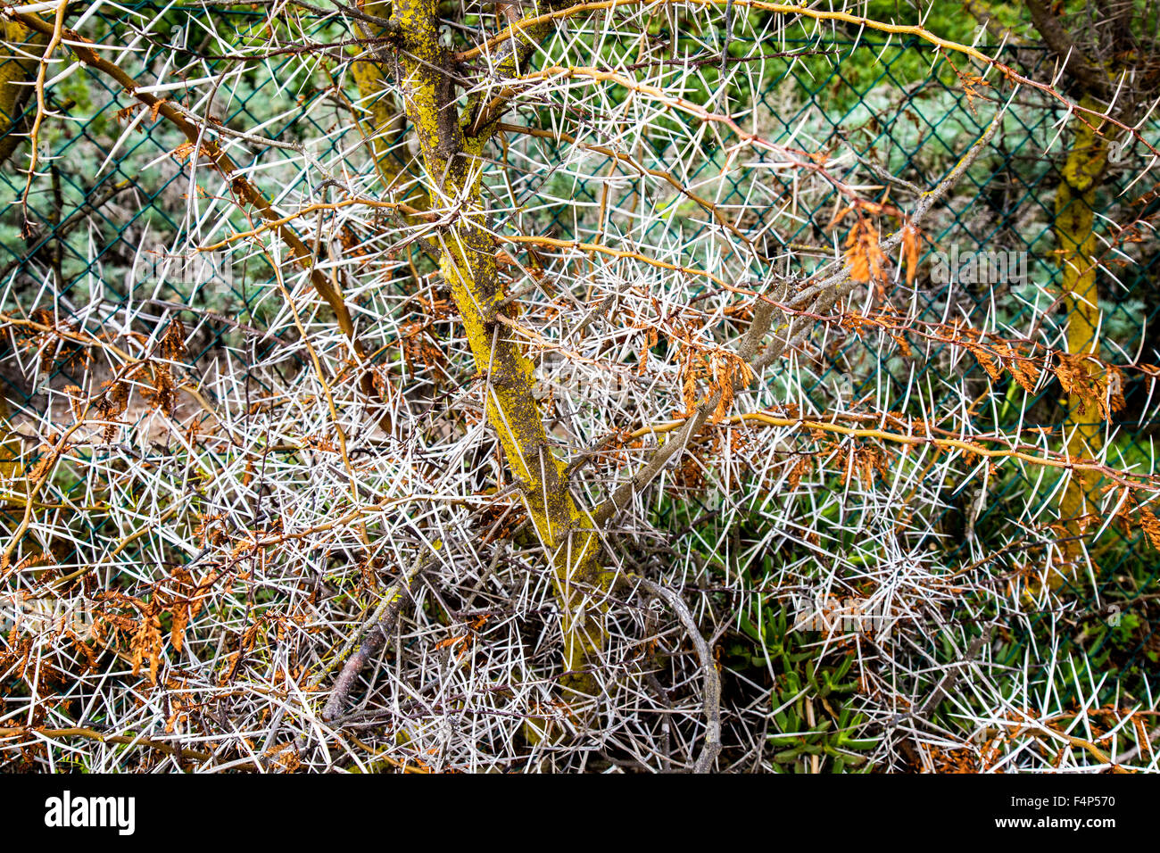 Mediterranean Thorn Bushes Sardinia Italy Stock Photo Alamy