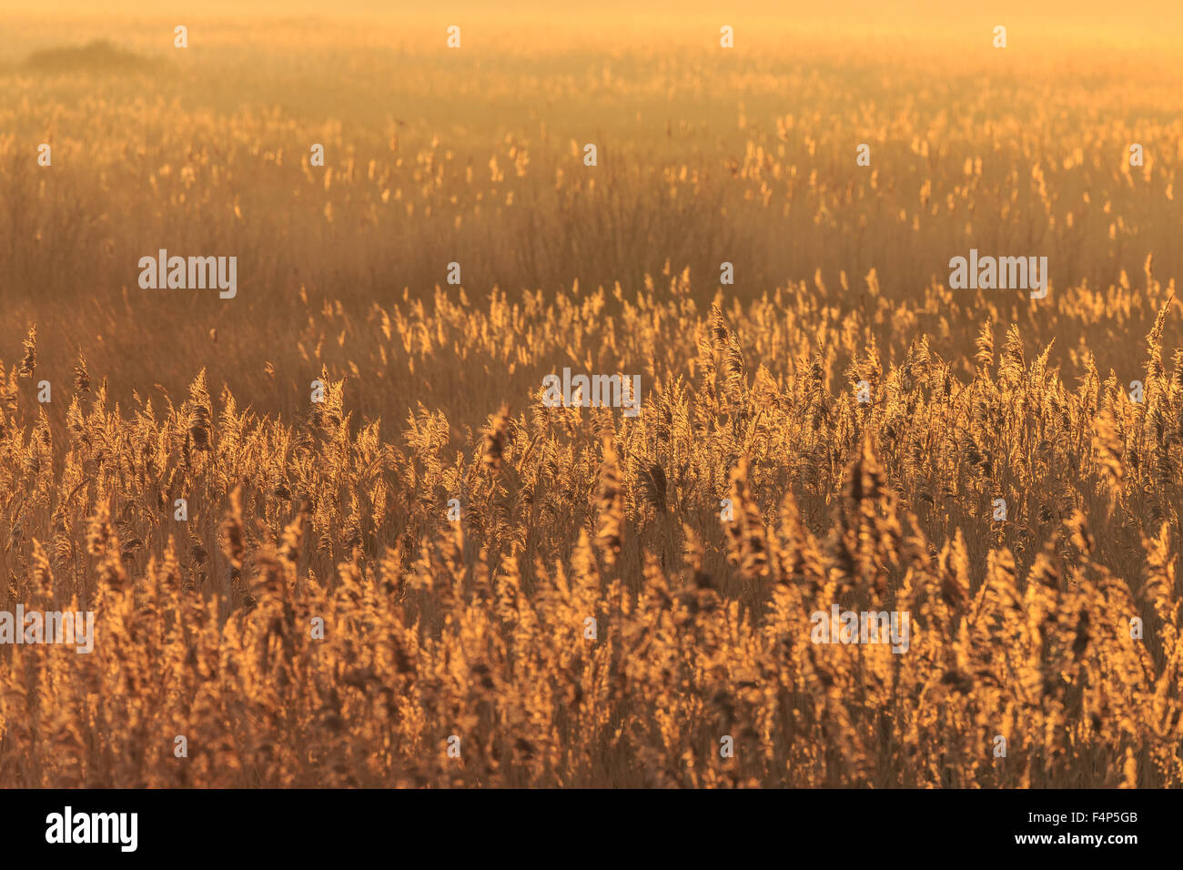 Reed beds hires stock photography and images Alamy