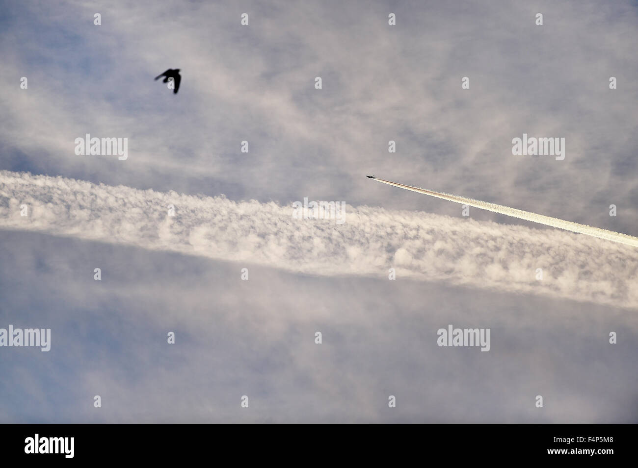 Airplane condensation trails are seen on the sky at sunset Stock Photo
