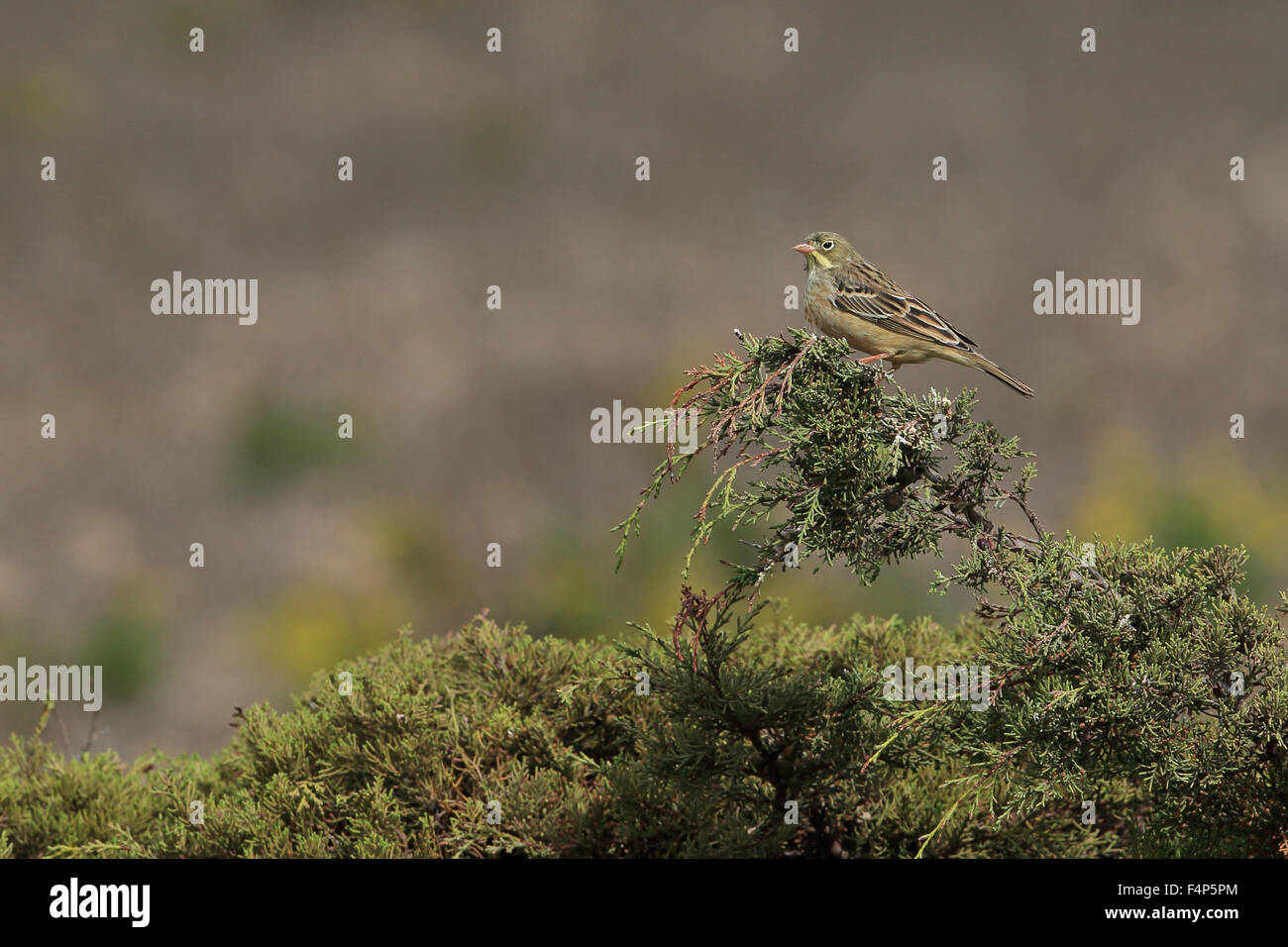 Ortolan Bunting (Emberiza hortulana) Stock Photo