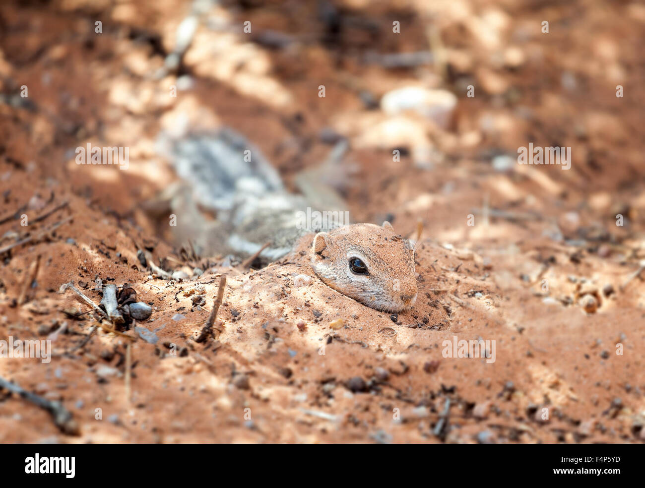 Squirrel in a natural habitat, Valley of Fire State Park, Nevada, USA. Stock Photo