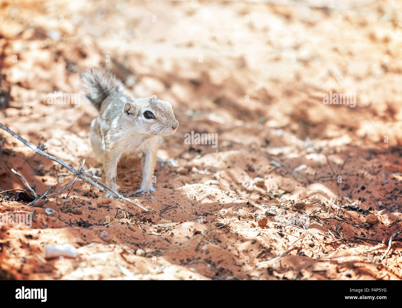 California grey squirrel hires stock photography and images Alamy