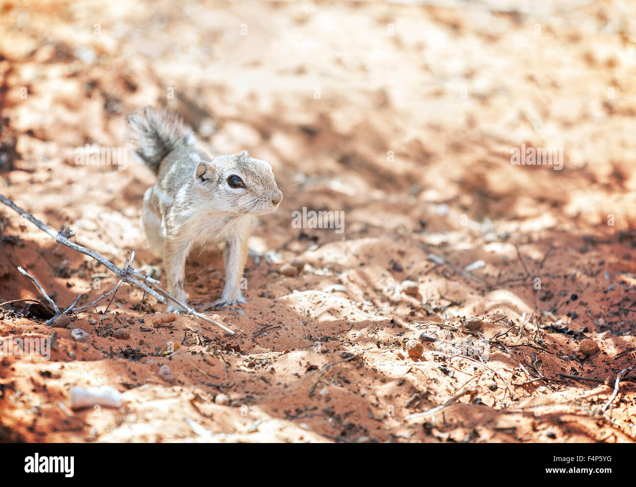 Squirrel in a natural habitat, Valley of Fire State Park, Nevada, USA. Stock Photo