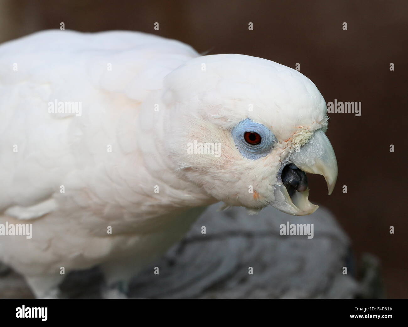 Solomons or Ducorps' cockatoo (Cacatua ducorpsii), a.k.a. Ducorp's Stock  Photo - Alamy