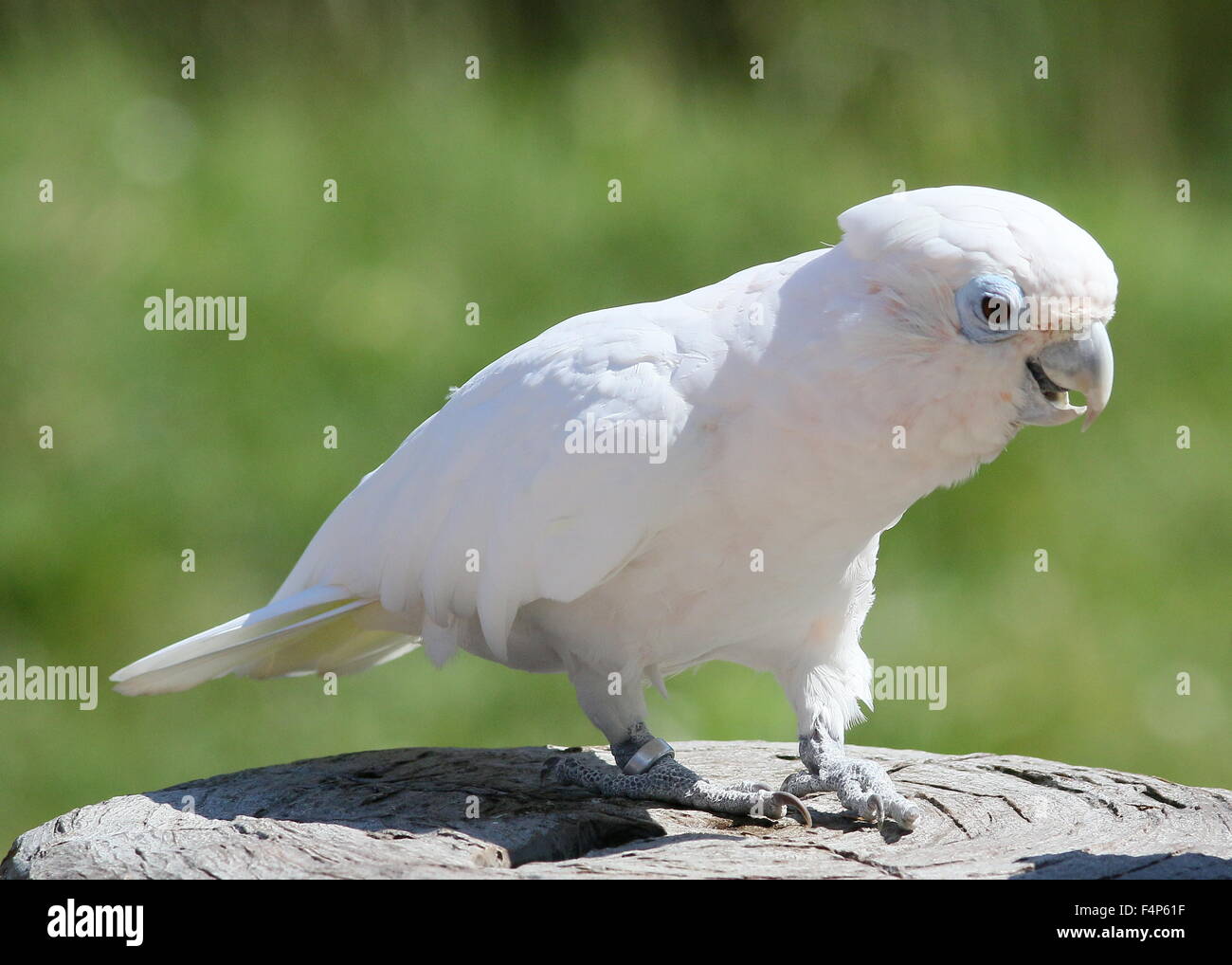 Solomons or Ducorps' cockatoo (Cacatua ducorpsii), a.k.a. Ducorp's  broad-crested corella. Native to the Pacific Solomon Islands Stock Photo