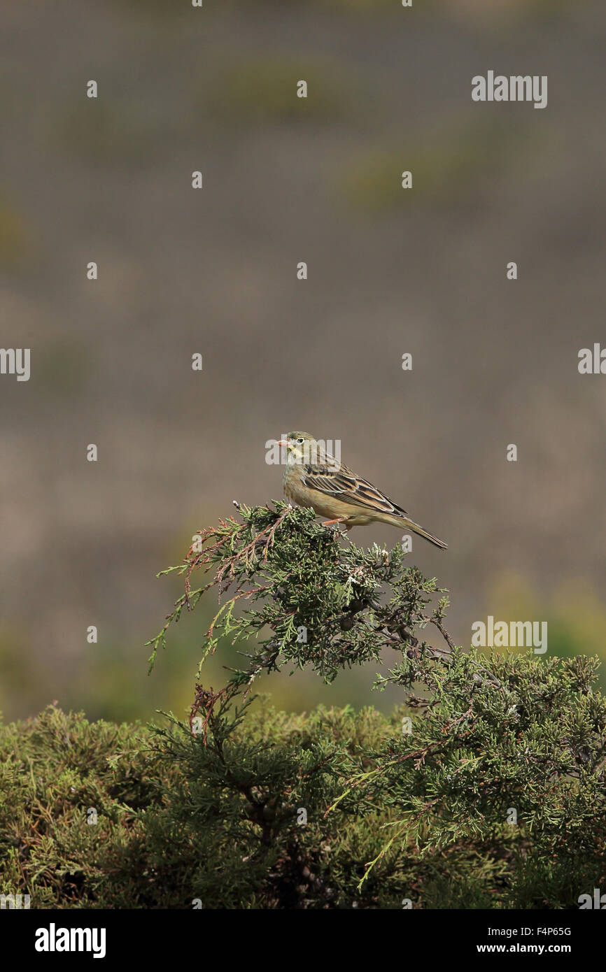 Ortolan Bunting (Emberiza hortulana) Stock Photo