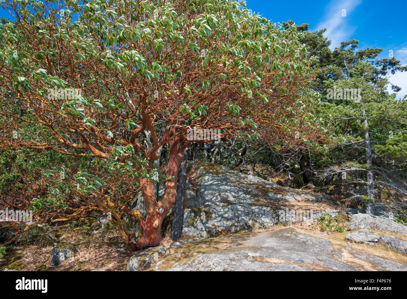 Arbutus tree, Arbutus menziesii, on an exposed rocky bluff at the Fort Rodd Hill National Historic Site, near Victoria BC Stock Photo
