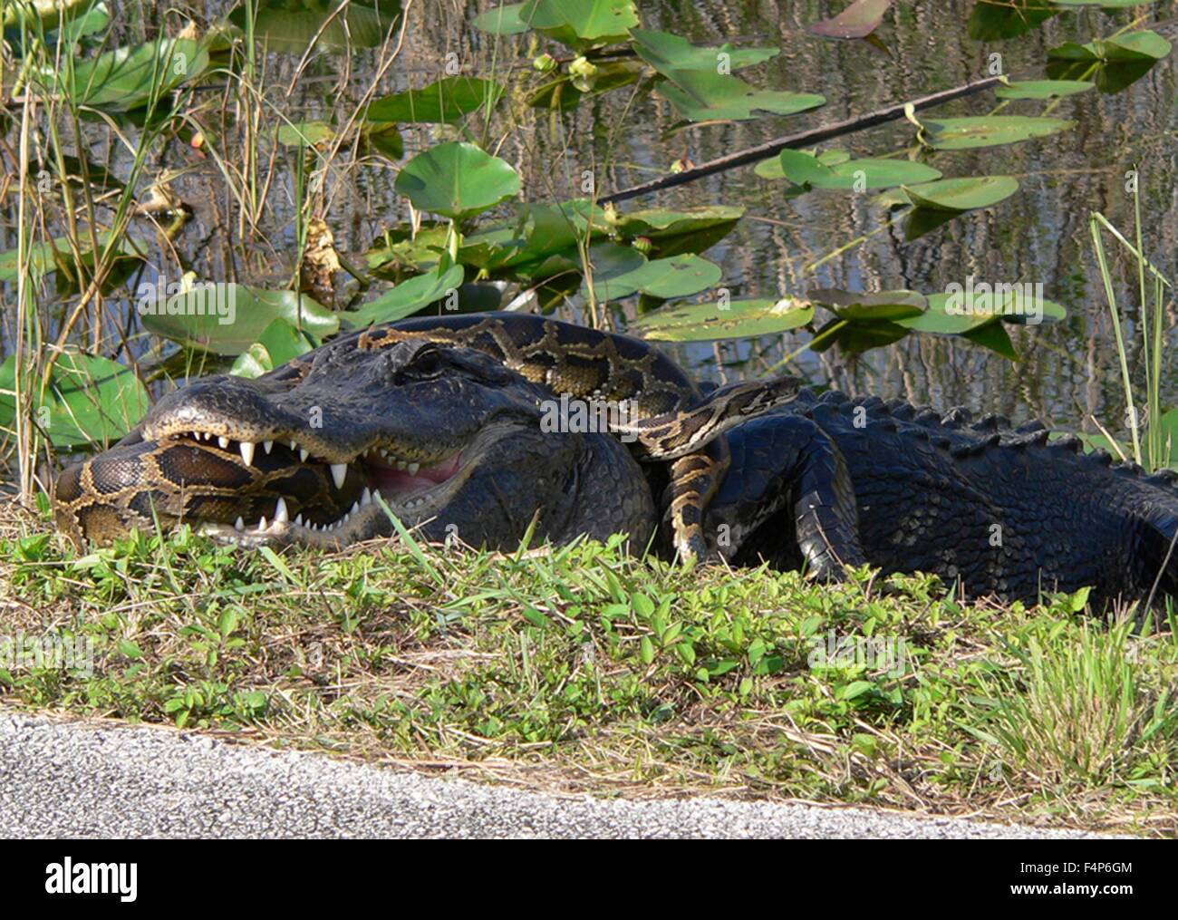 A Burmese python battles an American alligator in the Everglades National Park December 23, 2005 near Homestead, Florida. The python is an invasive species introduced by accident and now competing directly with the top predators in the Everglades ecosystem. Stock Photo