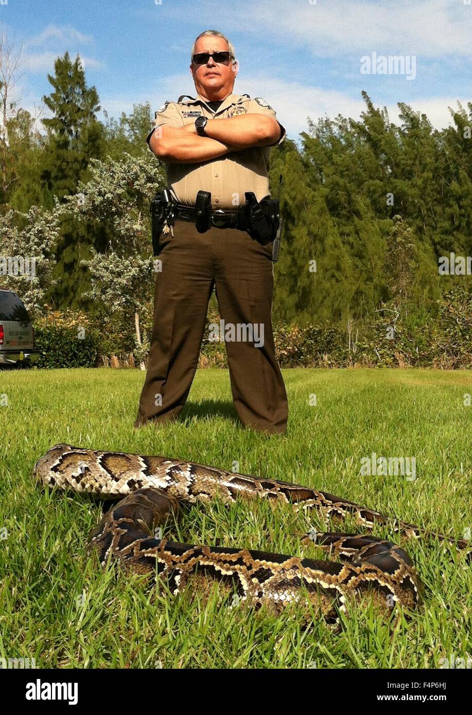 Florida Wildlife Control Officer Jorge Pino poses with a captured Burmese python in the Everglades National Park January 11, 2013 near Homestead, Florida. The python is an invasive species introduced by accident and now competing directly with the top predators in the Everglades ecosystem. Stock Photo