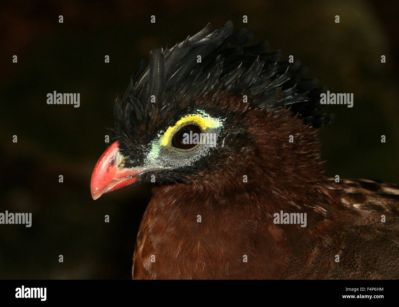 South American Nocturnal curassow (Nothocrax urumutum) Stock Photo