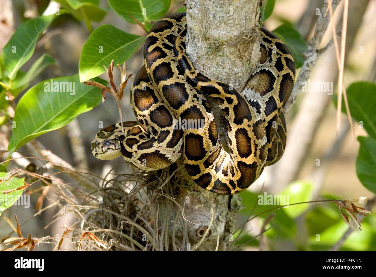 A Burmese python waiting for prey on a tree in the Everglades National Park April 28, 2005 near Homestead, Florida. The python is an invasive species introduced by accident and now competing directly with the top predators in the Everglades ecosystem. Stock Photo