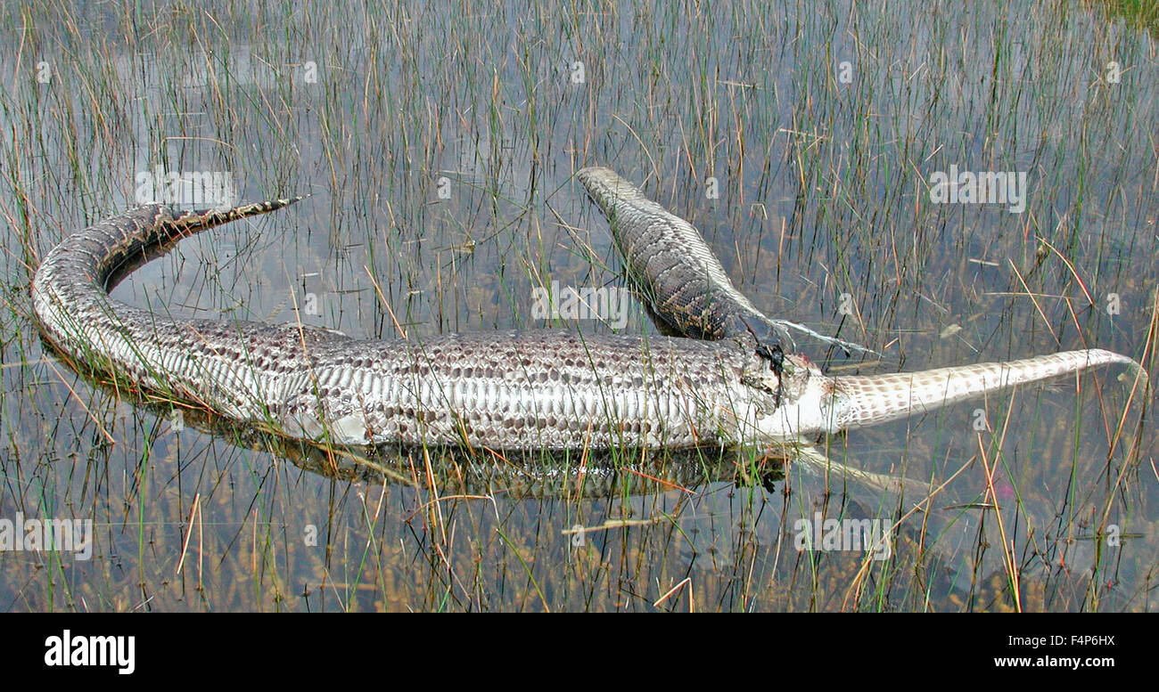 A burmese python floats dead in the water after it tried stock photo