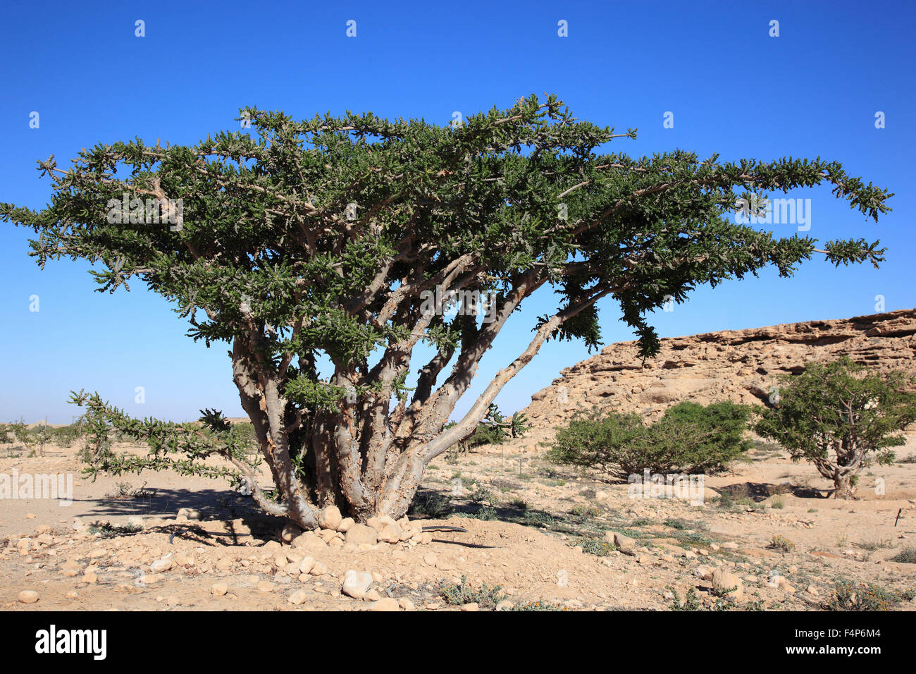 Wadi Dawqah, incense tree cultures, UNESCO world cultural heritage / natural heir, Boswellia Sacra Carterii, with Salalah, Oman Stock Photo