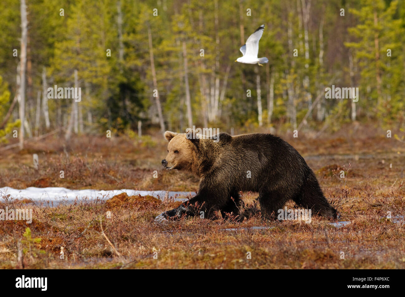 European brown bear in snow in early spring in taiga forest in Finland, with a flying gull Stock Photo