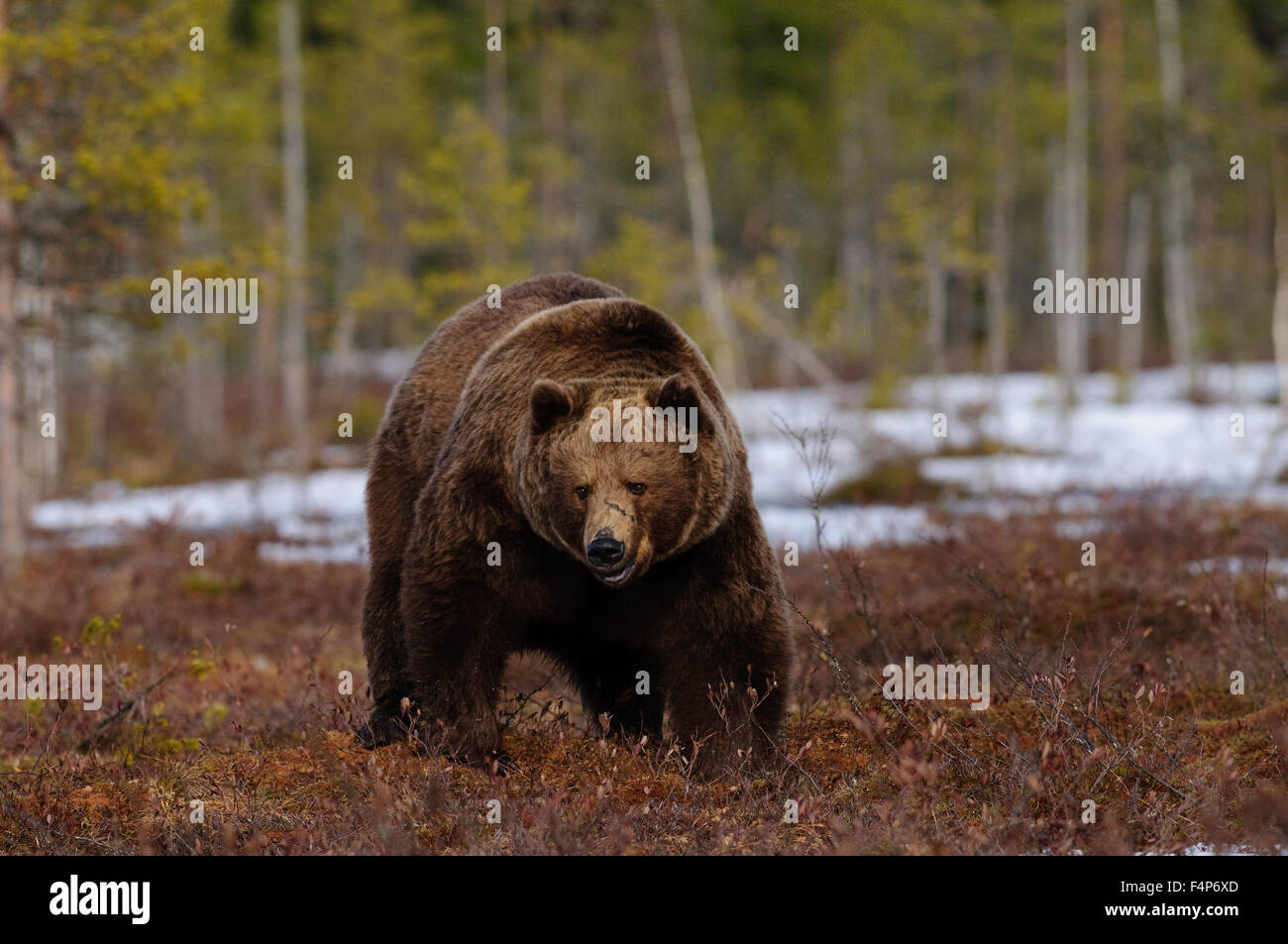 European brown bear in snow in early spring in taiga forest in Finland. Stock Photo