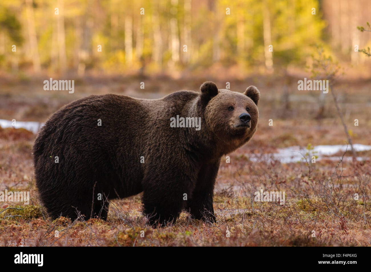 European brown bear in snow and warm evening light in early spring in taiga forest in Finland. Stock Photo