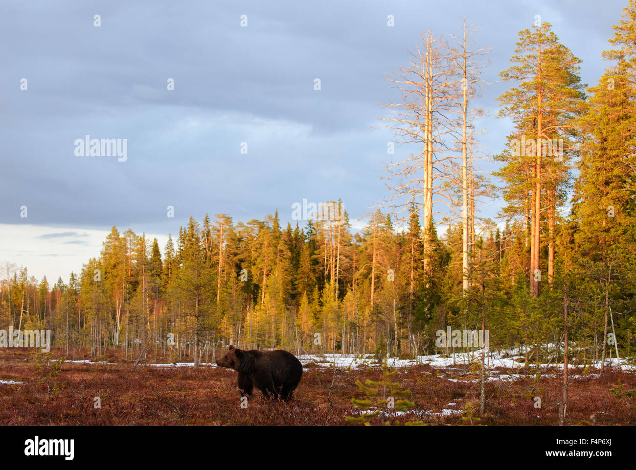 European brown bear in snow and warm evening light in early spring in taiga forest in Finland. Stock Photo