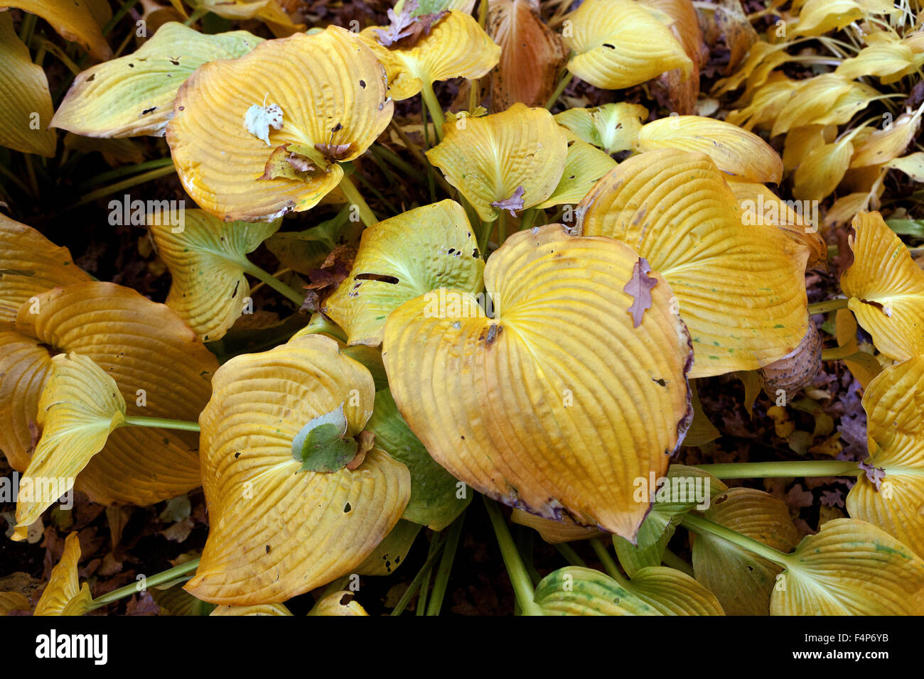 Hosta plant leaves - autumn colors Stock Photo