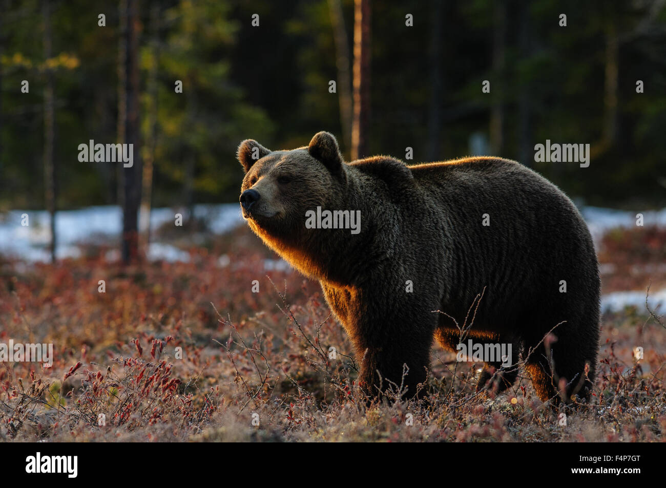 European brown bear in snow in early morning backlight, spring in taiga forest in Finland. Stock Photo