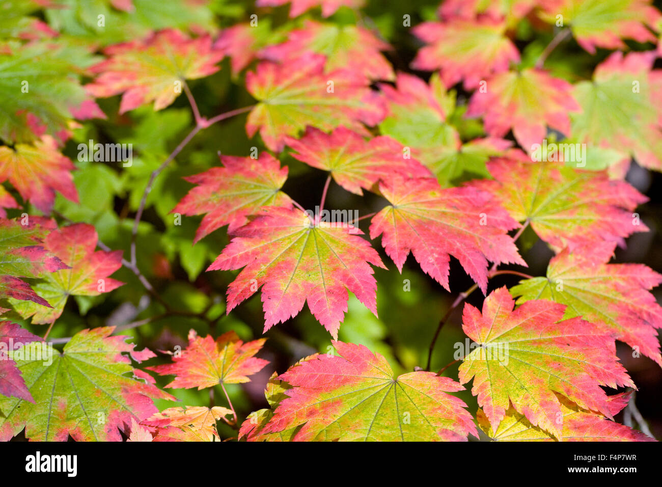 Acer japonicum leaves in Autumn. Stock Photo