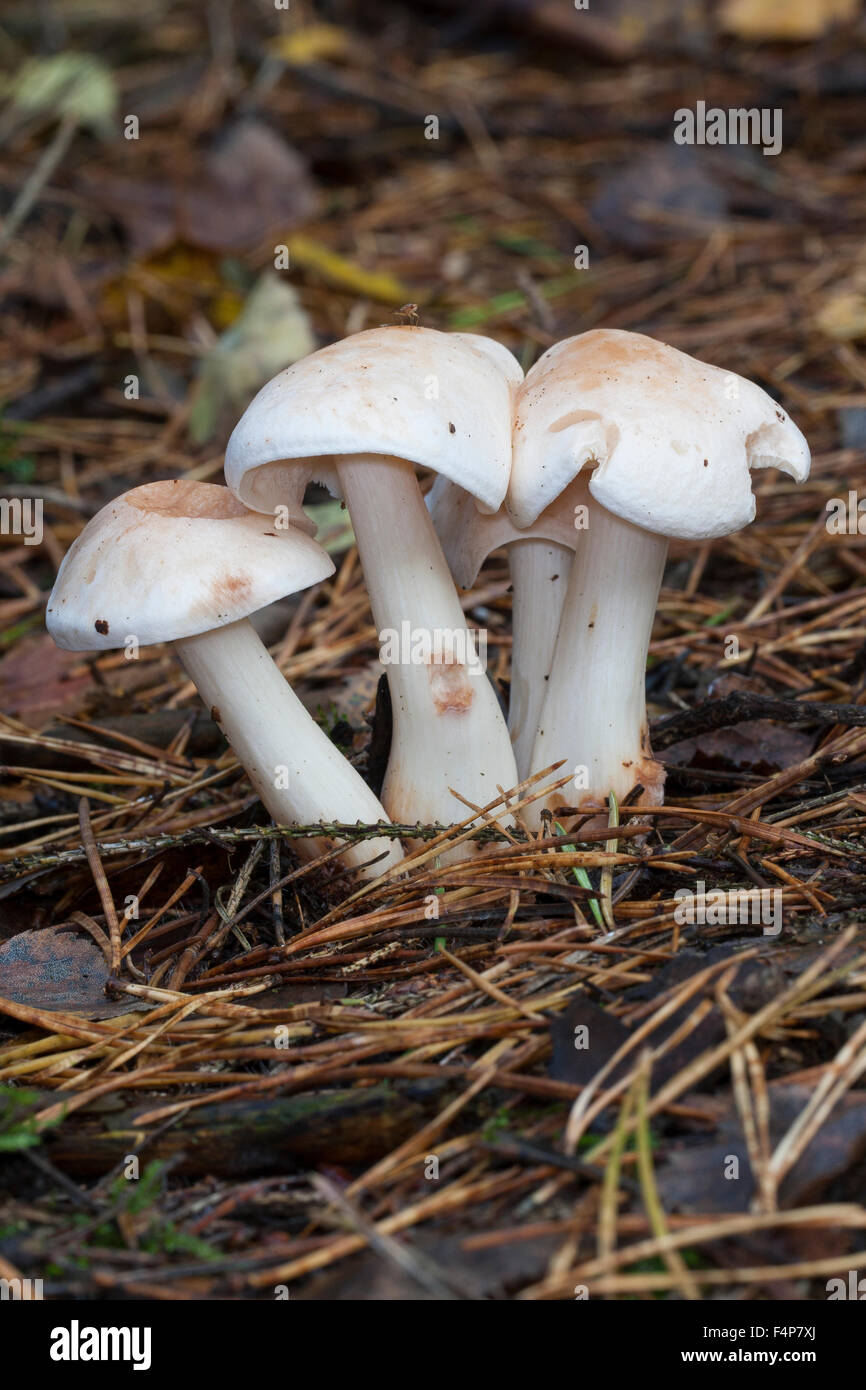 Spotted Toughshank mushroom, spotted coincap, Gefleckter Rübling, Rosasporrübling, Rhodocollybia maculata, Collybia maculata Stock Photo