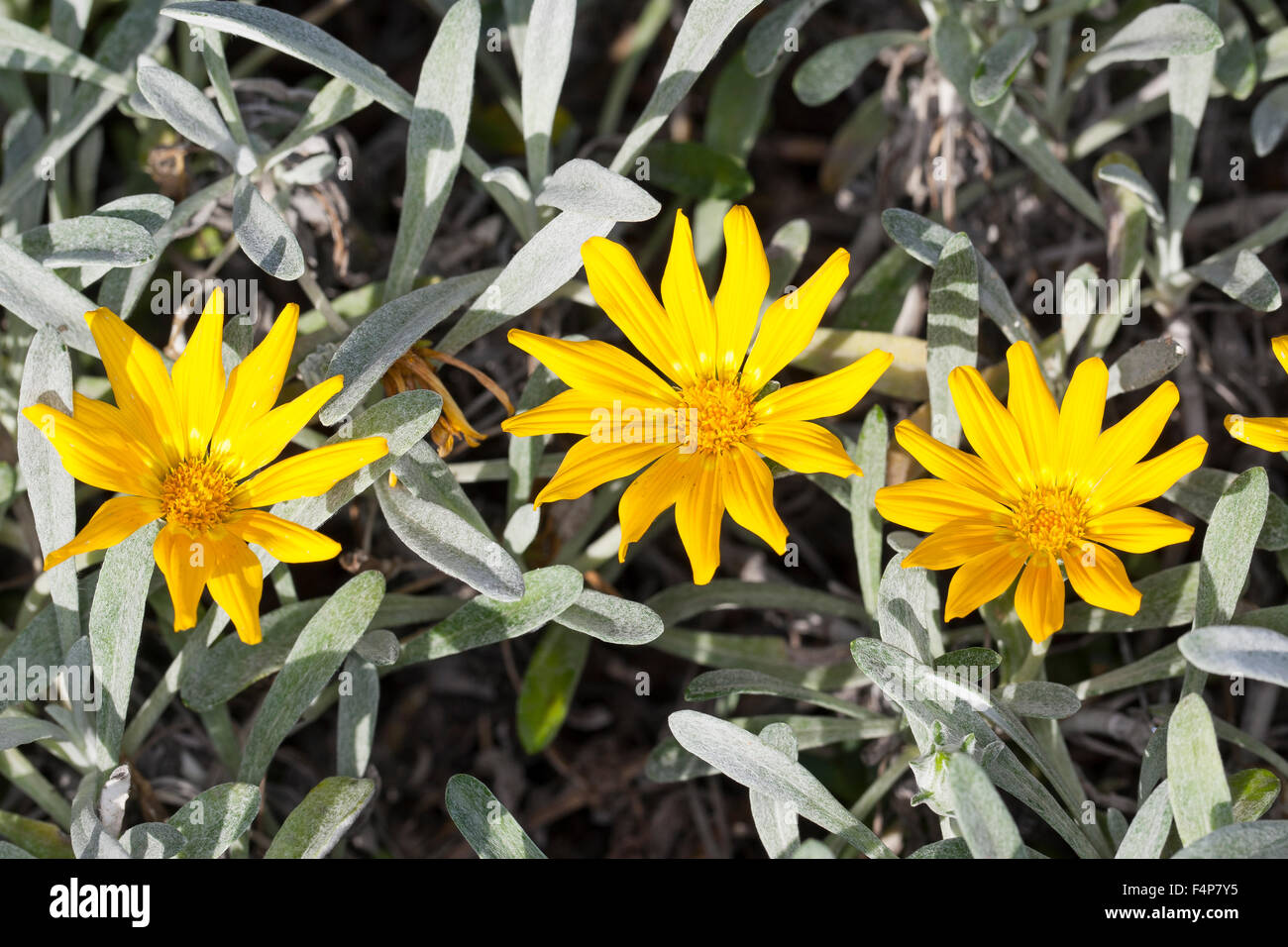 Treasureflower, Treasure-flower, Treasure flower, Gazanie, Mittagsgold, Mittagsgoldblume, Gazania krebsiana, Gazania nivea Stock Photo