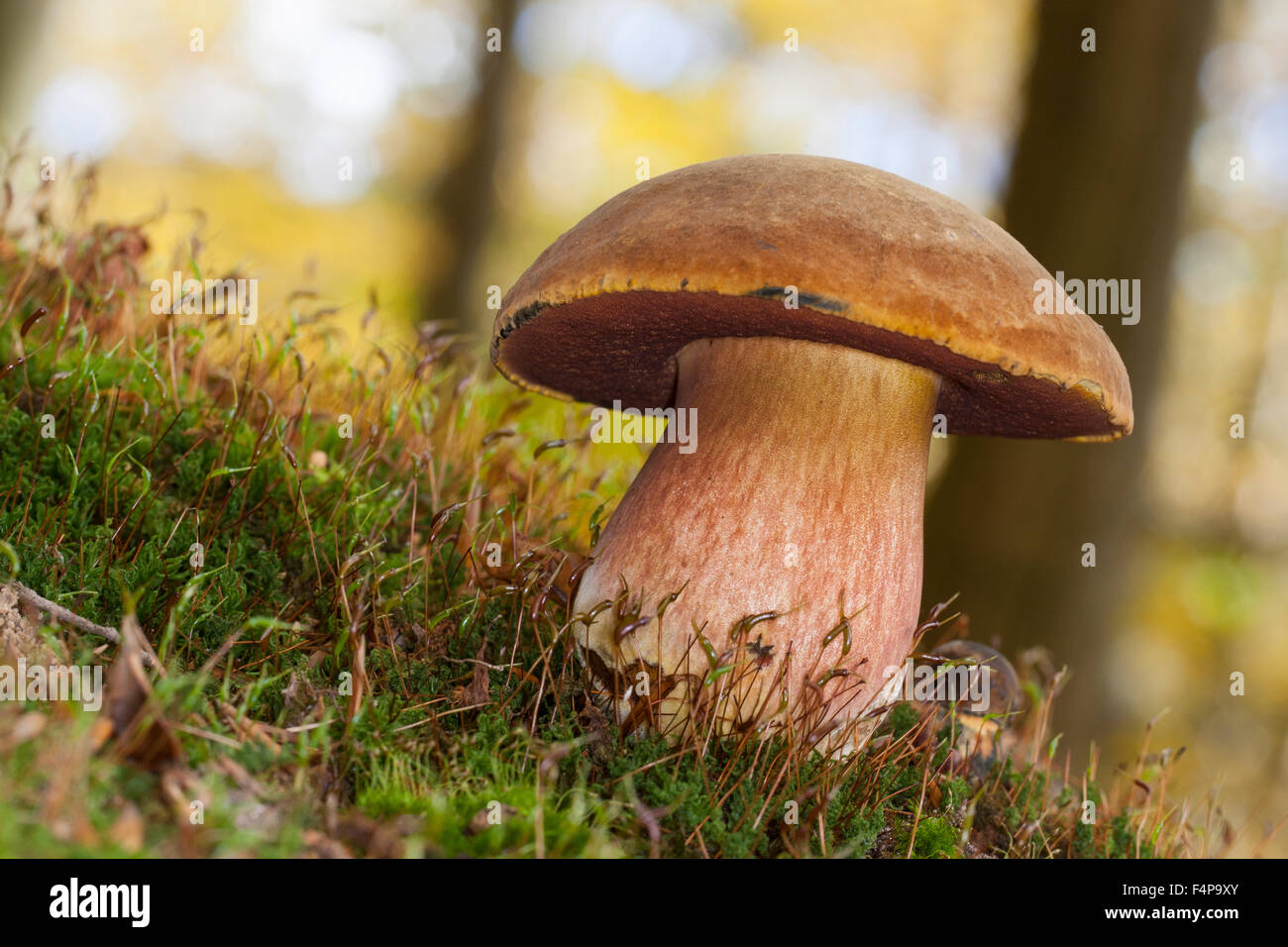 Dotted stem bolete, dotted-stem bolete, Flockenstieliger Hexenröhrling, Boletus erythropus, Neoboletus luridiformis Stock Photo