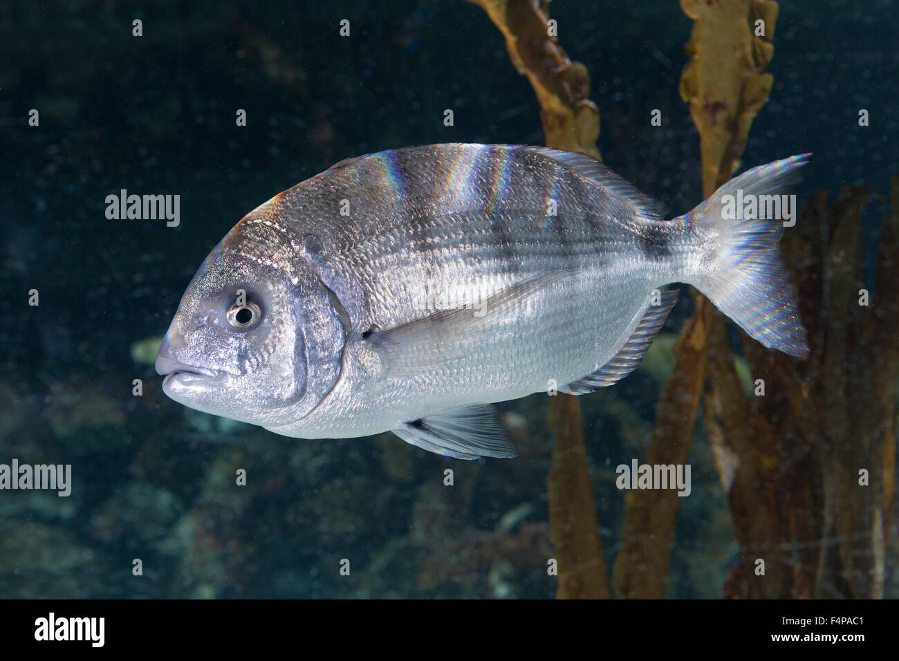 White seabream, White sea bream, Große Geißbrasse, Geißbrassen, Geissbrasse, Geissbrassen, Diplodus sargus, Sparus sargus Stock Photo