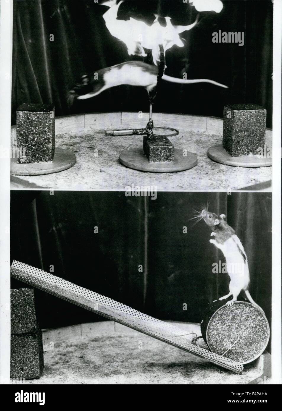 1965 - ''Circus Mouse'' Guest In Hamburg ''There is no mouse biting off the threat''. what are showing these rats are tip-top, there is one of the rodents jumping through a ring of fire (above) during the other one is trying to roll ''up a hill'' a drum (below) and the other ''artistic-fellows'' are coming up with further wire-rope-and balance acts. With this very unusual circus-team Henry Gugelmann is the guest star in Hamburg. At the Gerhard Hauptman place is the guest star on his manage at all 70cm radiator, built-up and showing the astonished people what such humble animals are able to d Stock Photo