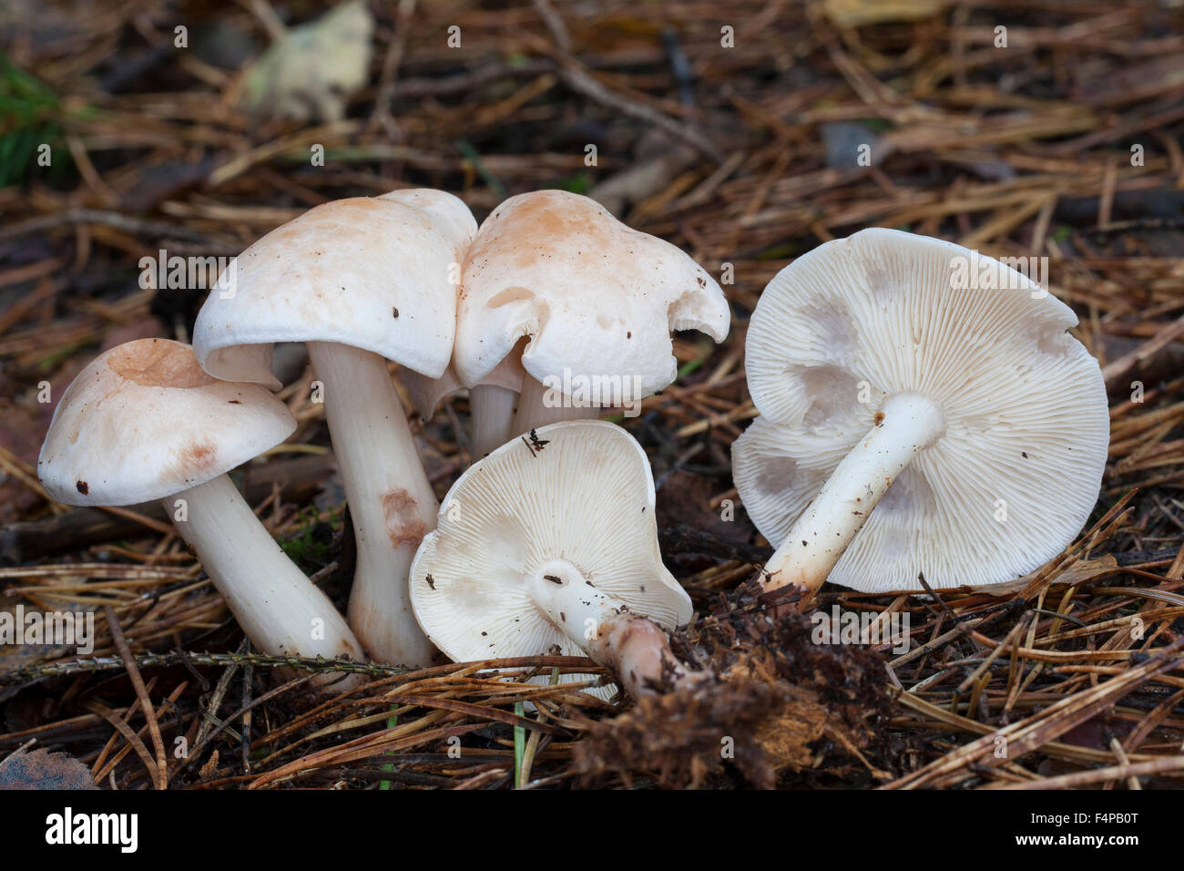 Spotted Toughshank mushroom, spotted coincap, Gefleckter Rübling, Rosasporrübling, Rhodocollybia maculata, Collybia maculata Stock Photo