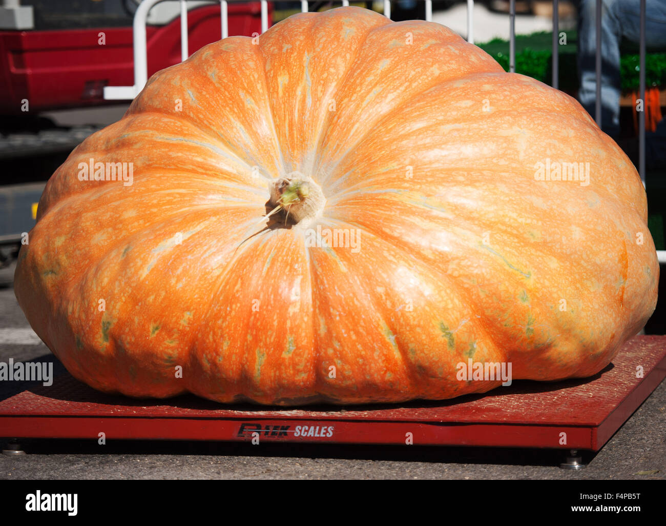 Circleville, Ohio, USA. 21st Oct, 2015. Rusty Ortman's winning 1,666 lb. Pumpkin at the 109th Annual Circleville Pumpkin Show in Circleville, Ohio. Credit:  Brent Clark/Alamy Live News Stock Photo