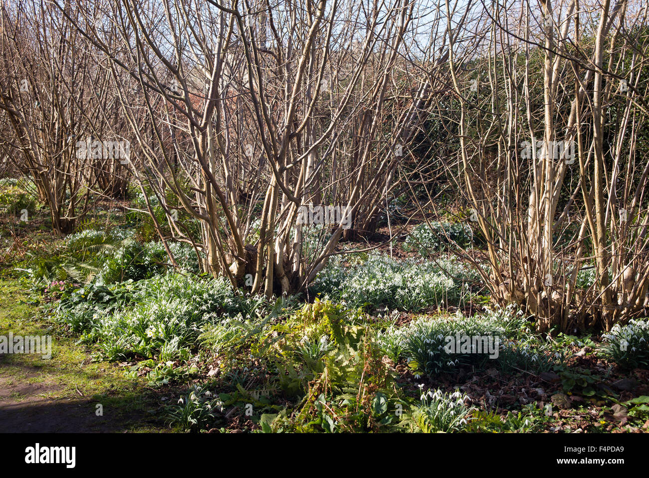 Naturalized galanthus in early Spring UK at the base of deciduous shrubs and trees Stock Photo