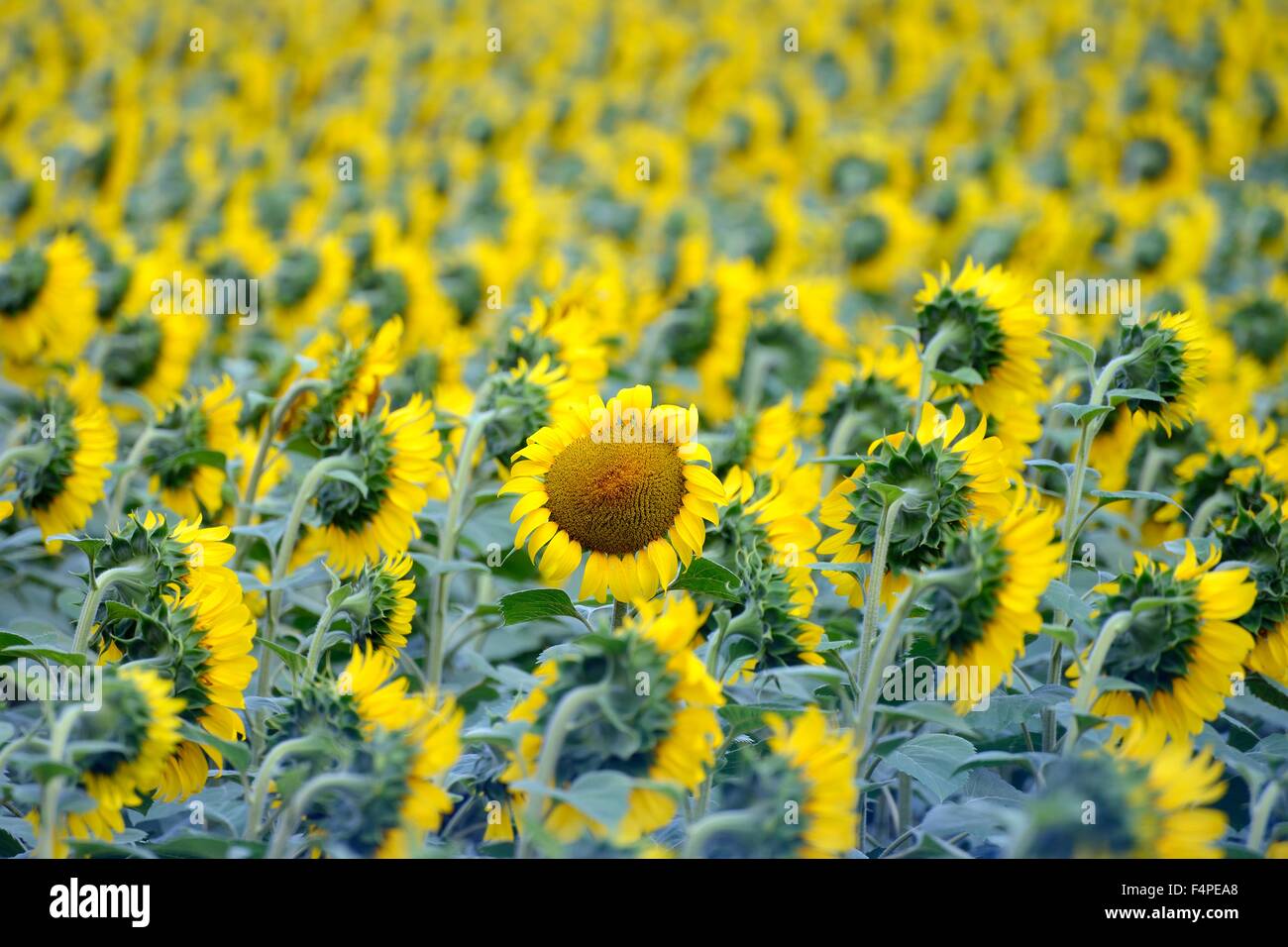 field of sunflowers Stock Photo - Alamy