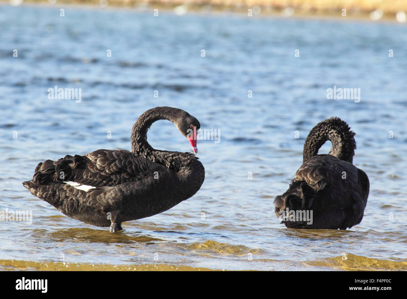 Black Swans (Cygnus atratus) at the shore of Lake in Lakes Entrance, Victoria, Australia Stock Photo -