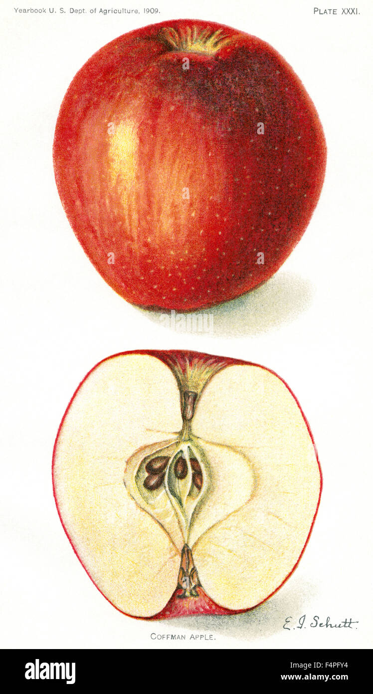 Coffman Apple, E. J. Schutt, Yearbook U.S. Department of Agriculture, 1909, Plate XXXI Stock Photo