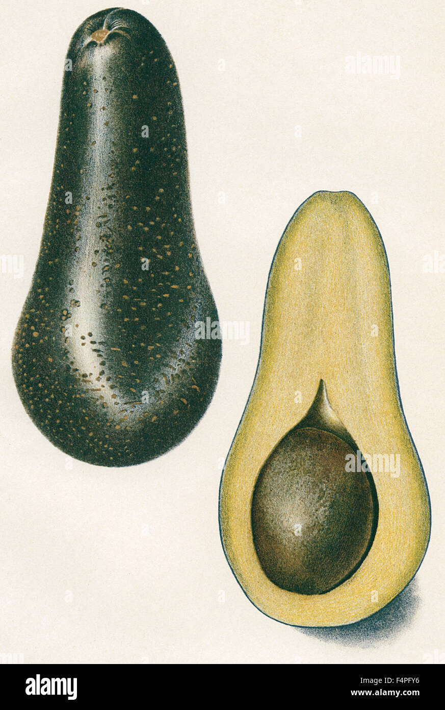 Chappelow Avocado, E. J. Schutt, Yearbook U.S. Department of Agriculture, Plate XXXI, 1906 Stock Photo