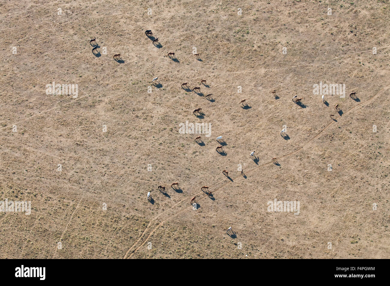 Aerial image of horses in the Camargue Stock Photo
