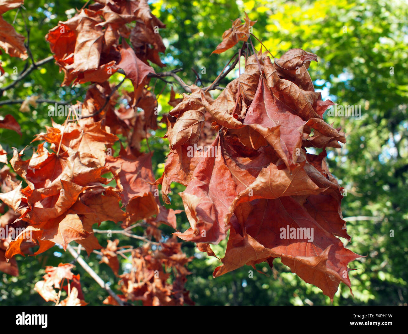 Selective focus on maple branch with dried leaves brown close-up on a background of green foliage. Stock Photo
