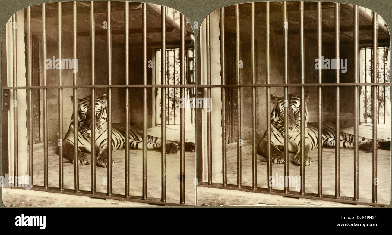 Bengal Tiger, “Man-Eater” at Calcutta, India Underwood & Underwood, Stereo Card, 1904 Stock Photo