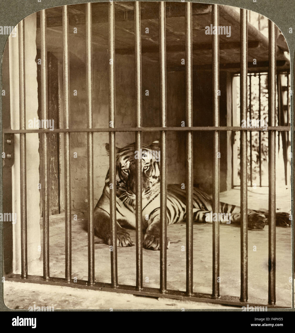 Bengal Tiger, “Man-Eater” at Calcutta, India Underwood & Underwood, Single Image of Stereo Card, 1904 Stock Photo