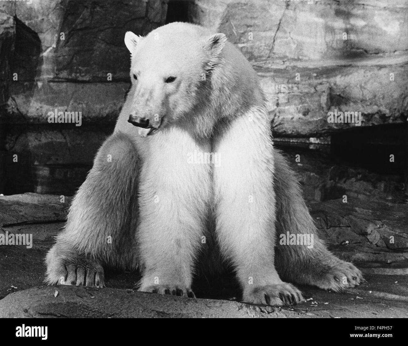 Polar Bear, Brookfield Zoo, Chicago Zoological Park, 1975 Stock Photo